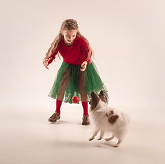 Image showing Studio portrait of a small yawning puppy Papillon