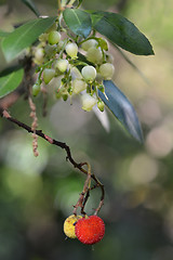 Image showing Strawberry tree