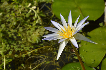 Image showing Blue Egyptian lotus