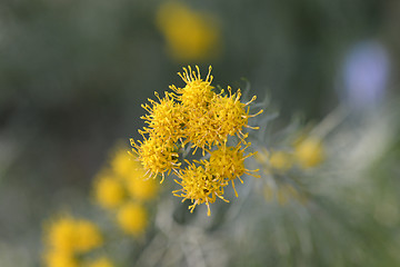 Image showing European goldilocks