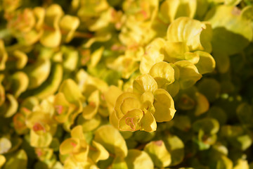 Image showing Golden creeping jenny