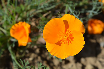 Image showing Golden poppy flower