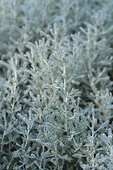 Image showing Cypress lavender cotton