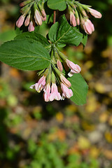 Image showing Japanese weigela