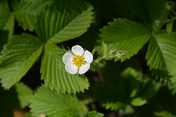 Image showing Wild strawberry flower