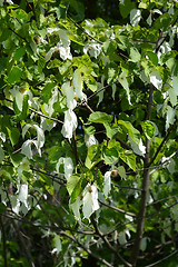 Image showing Handkerchief tree