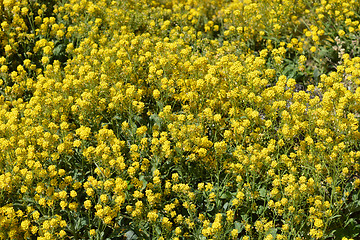 Image showing Basket-of-Gold Alyssum