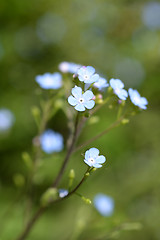 Image showing Siberian bugloss