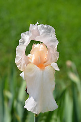 Image showing Tall bearded iris Girl friday