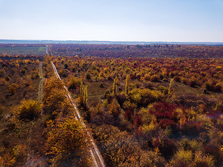 Image showing Panoramic aerial view from drone of beautiful landscape with dirt road through autumn forest in a red and yellow tones on a background of clean blue sky.