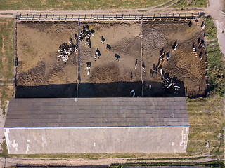 Image showing Agricultural farmland with feeding ground for cows. Aerial view from drone. Top view.