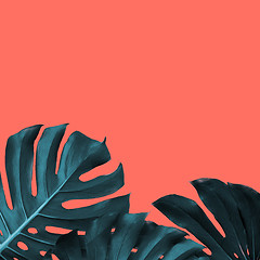 Image showing Frame of tropical leaves of monstera on a new color Living Coral background, place for text.