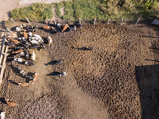 Image showing Aerial view from drone to agriculture farmland with a herd of cows graze on a dairy farm. Top view.