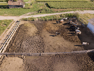 Image showing Bird\'s eye view from drone to herd of cows is grazed on a cattle farmland.