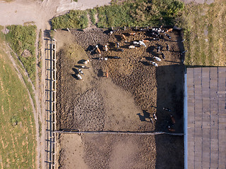 Image showing Large livestock of cows grazes on an agricultural farmland in a sunny day. Top aerial view from drone.