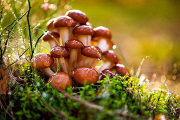 Image showing Armillaria Mushrooms of honey agaric In a Sunny forest.