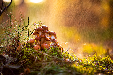 Image showing Armillaria Mushrooms of honey agaric In a Sunny forest in the ra