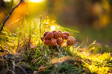 Image showing Armillaria Mushrooms of honey agaric In a Sunny forest.