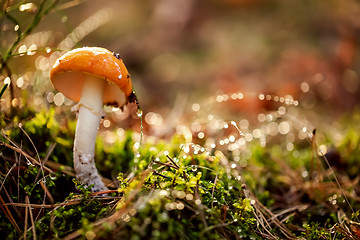 Image showing Amanita muscaria, Fly agaric Mushroom In a Sunny forest in the r