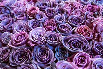 Image showing Natural roses background closeup