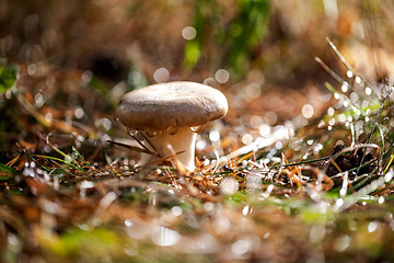 Image showing Mushroom Boletus In a Sunny forest in the rain.