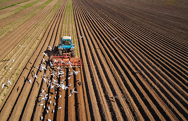 Image showing Agricultural work on a tractor farmer sows grain. Hungry birds a