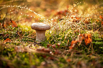 Image showing Mushroom Boletus In a Sunny forest in the rain.