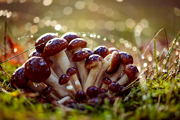 Image showing Armillaria Mushrooms of honey agaric In a Sunny forest.