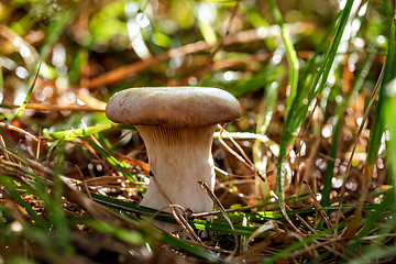 Image showing Mushroom Boletus In a Sunny forest in the rain.