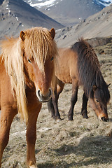 Image showing Horse grazing on a field