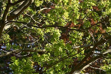 Image showing Spring Green Leaves