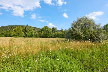 Image showing Meadow in summer with plants growing