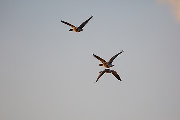 Image showing Geese glying in sunset