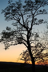 Image showing Bare trees silhouettes