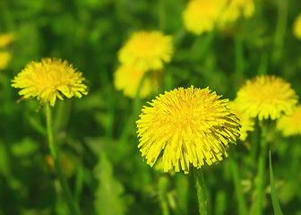 Image showing Yellow Dandelions Closeup In A Green Meadow