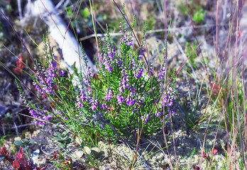 Image showing Wild Blooming Heather In Nature Closeup