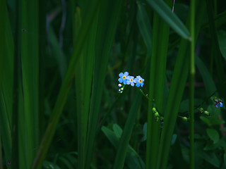 Image showing Woodland Forget-me-not Flowers Closeup On The Dark Green Backgro