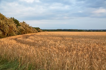 Image showing Wheat field detail