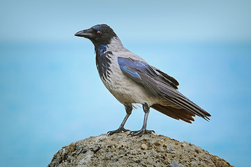 Image showing Crow on the Stone