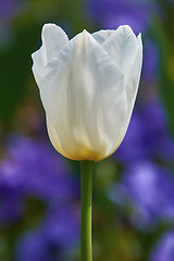 Image showing White Tulip Flower