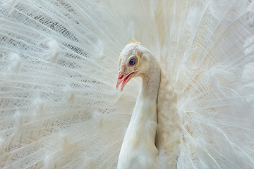 Image showing Portrait of White Peacock