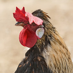 Image showing Portrait of Rooster