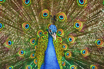 Image showing Portrait Of Peacock