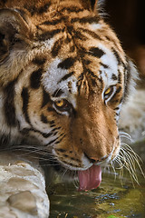 Image showing Tiger Drinks Water