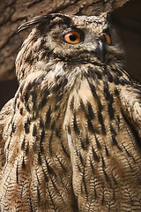 Image showing Owl Stares Towards