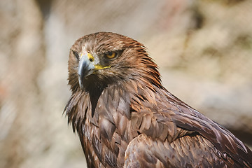 Image showing Portrait of Eagle