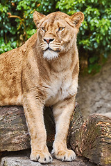 Image showing Lioness on the Log