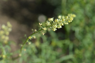 Image showing Yellow mignonette