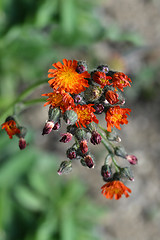 Image showing Orange hawkweed