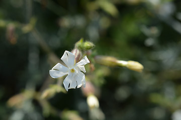 Image showing Campion